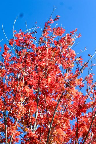 26-fallfest-016