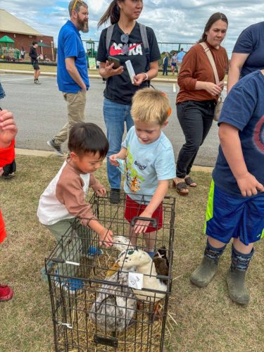 Egg Hunt 2026-013